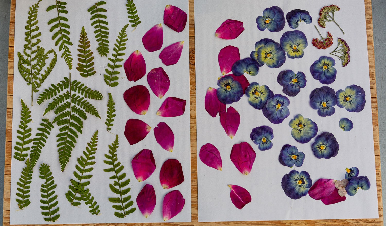 Pressed and dried flowers and ferns