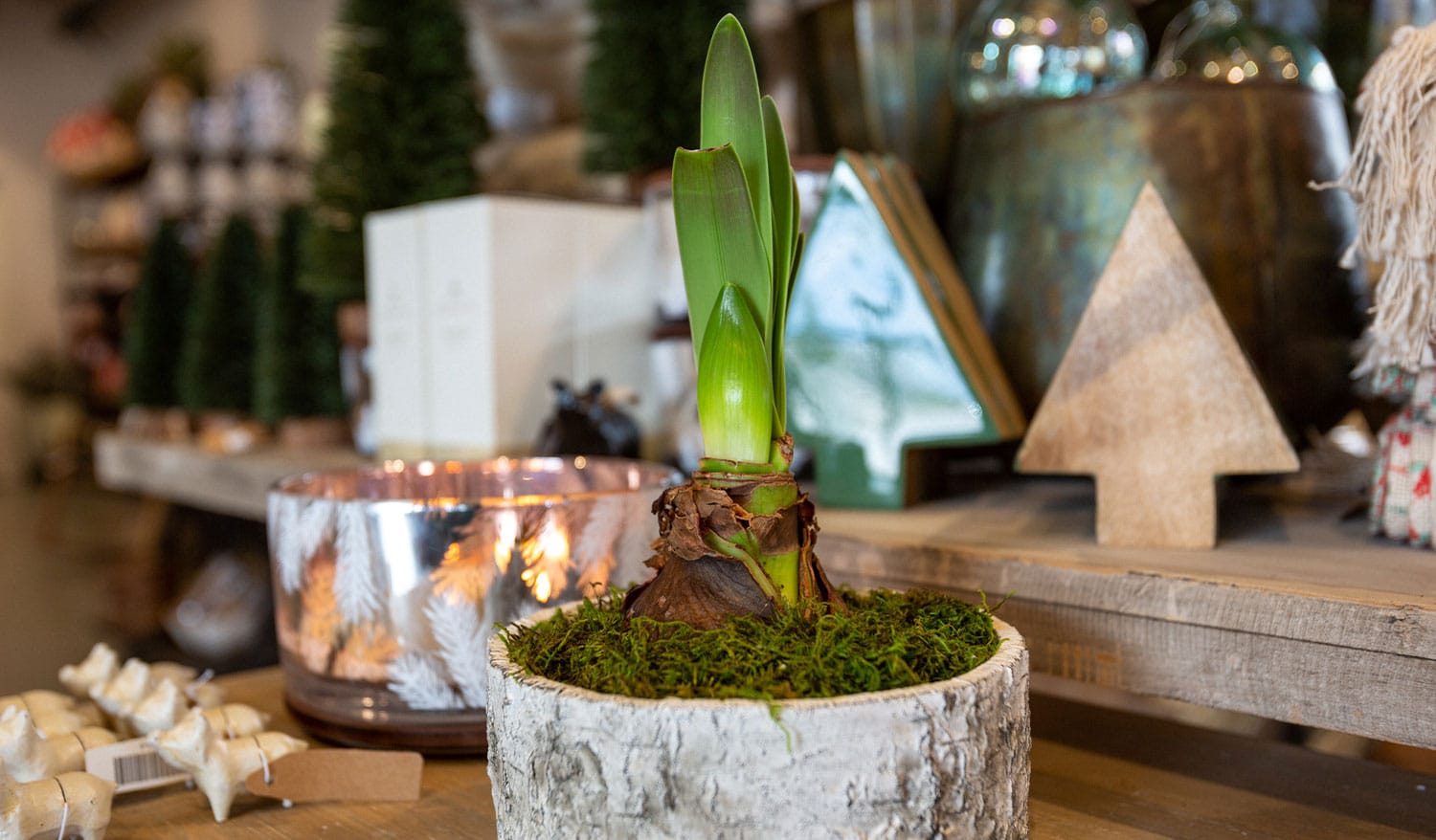 Amaryllis in a pot with a wooden texture