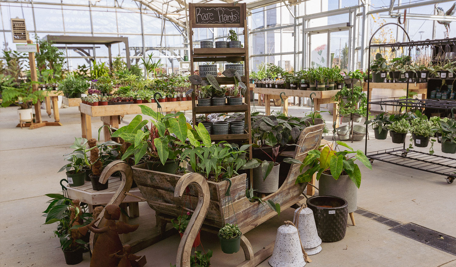 Rare houseplants collection at Franz Witte garden center