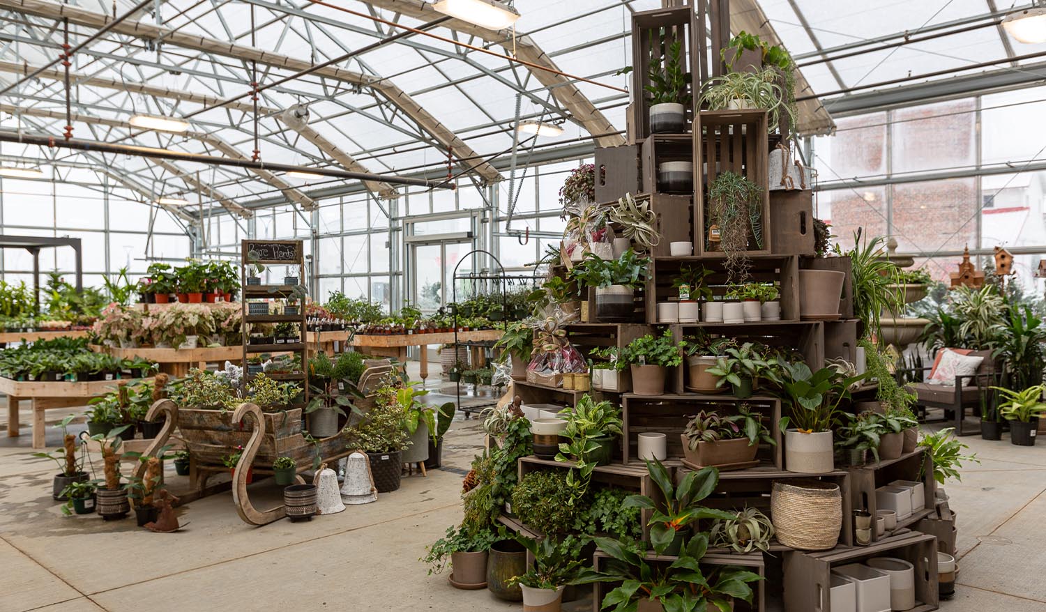 Holiday plant display in the Franz Witte greenhouse