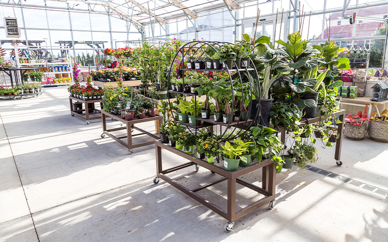 Image of the Franz Witte greenhouse in the afternoon