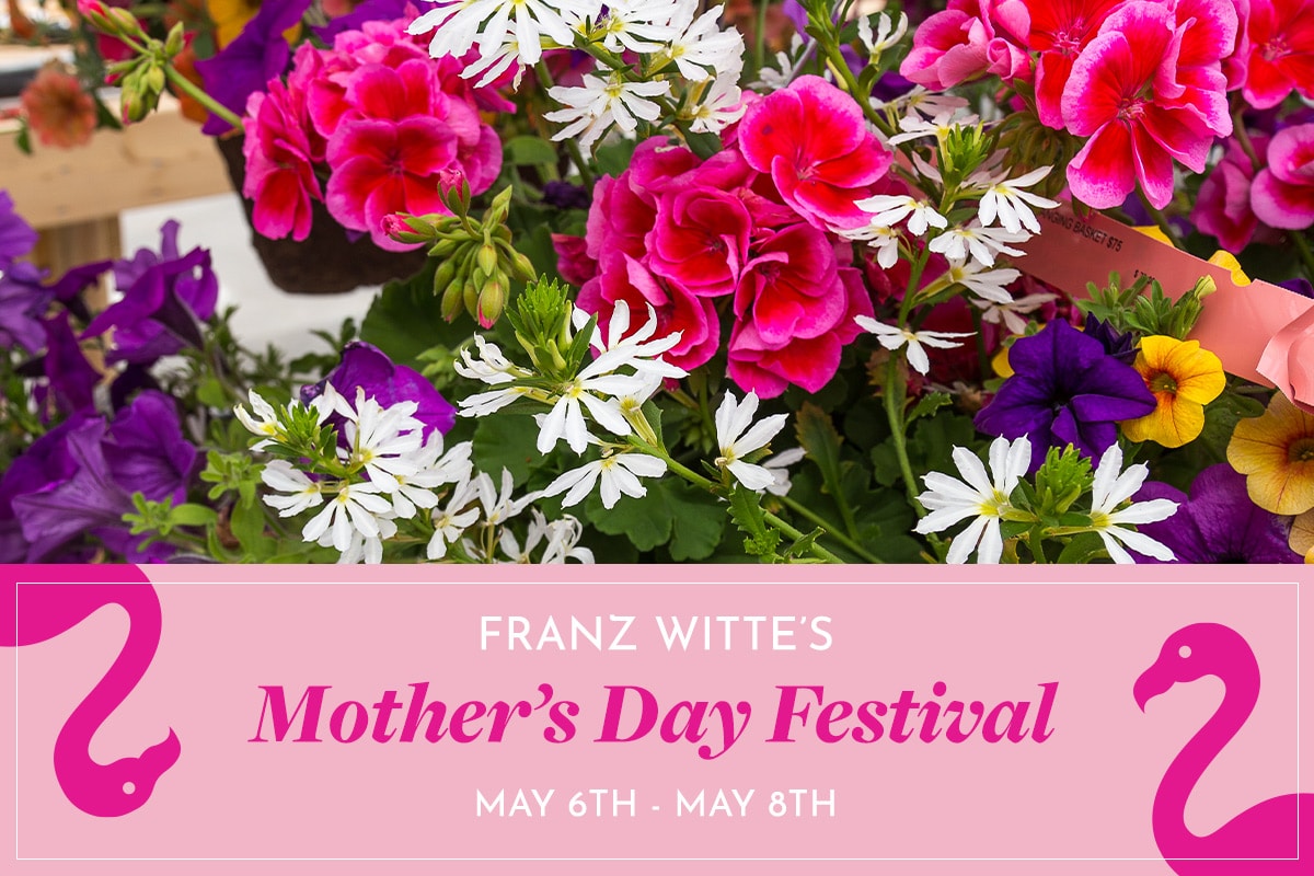 Mother's Day Festival graphic