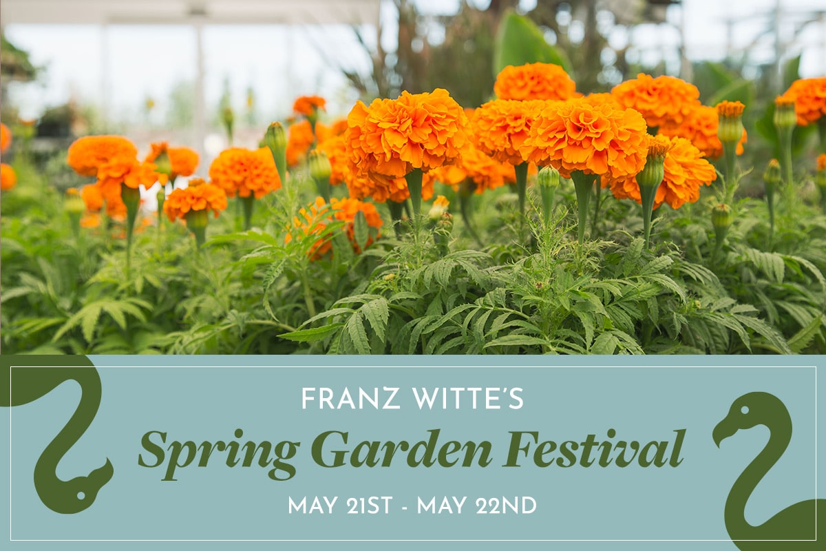 Spring garden festival graphic for Franz Witte