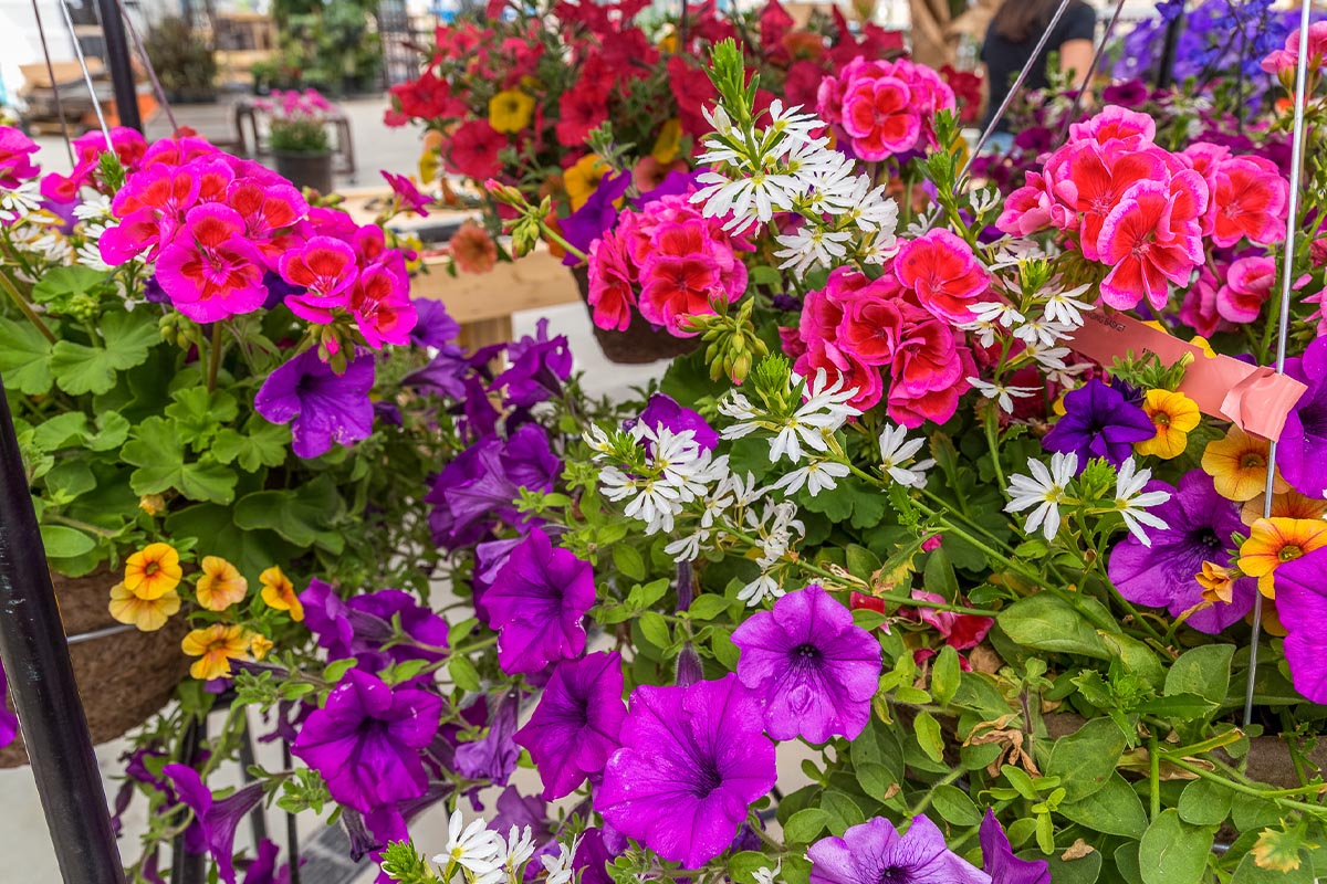 Colorful annual hanging basket