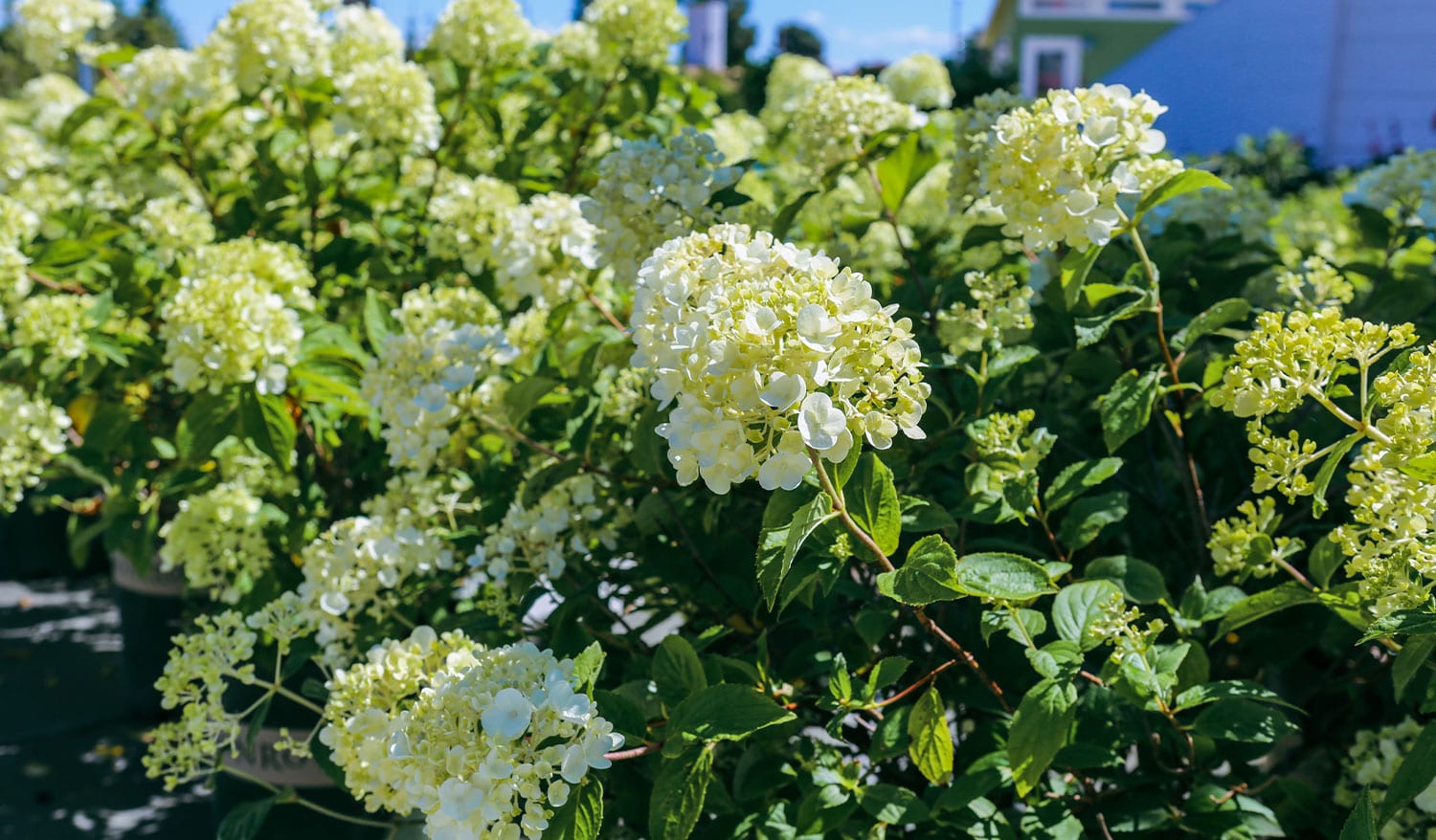 Photo of a white hydrangea paniculata