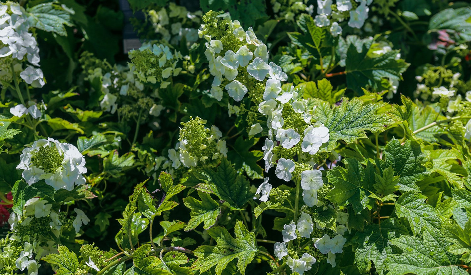 Photo of white hydrangea quercifolia