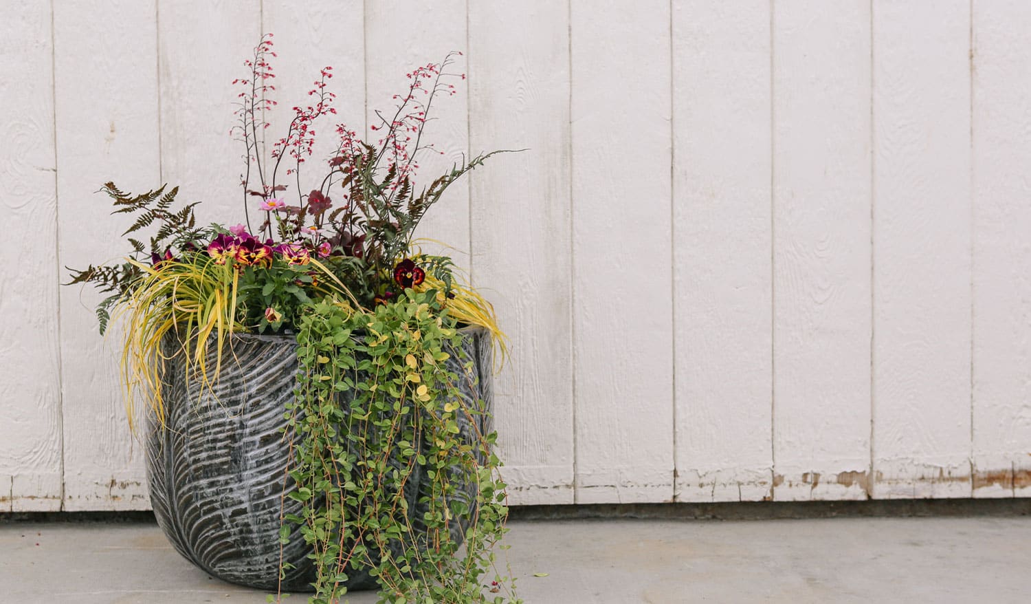 Photo of a gray planter in front of a white barn filled with fall annuals and perennials