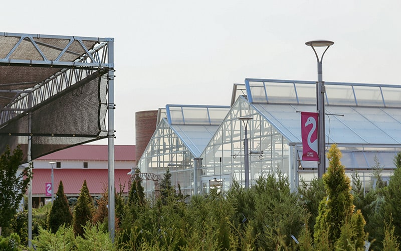Photo of evergreen shrubs with the Franz Witte greenhouse in the background
