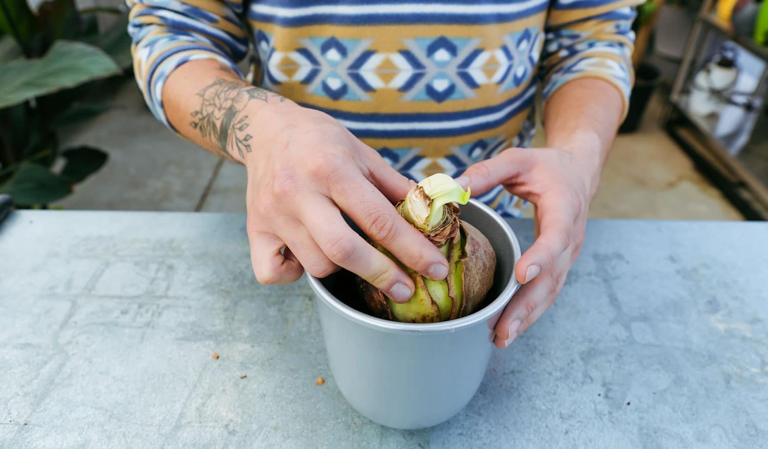 Person placing the amaryllis bulb into the soil in the silver pot