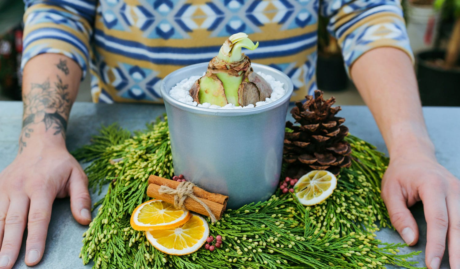 An amaryllis bulb planted in a silver pot and top-dressed with white decorative pebbles and surrounded by an evergreen display with dried orange slices, cinnamon sticks, red berries, and a pinecone