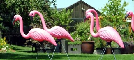 flamingos in grass WEB
